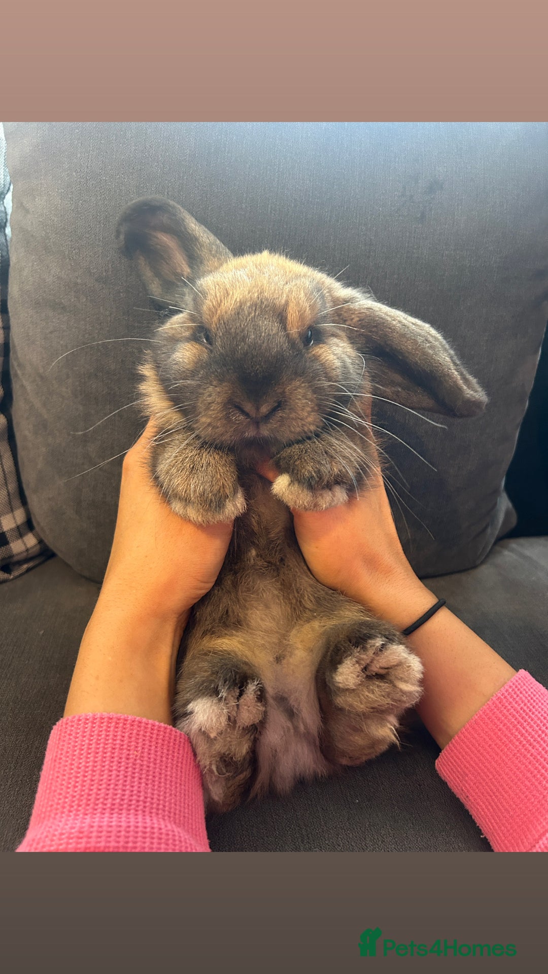 Mini Lop rabbits for sale: Mini lops for a rehome  - Advert 1