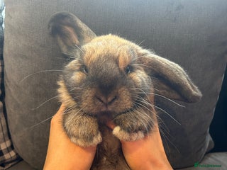Mini Lop rabbits Mini lops for a rehome - Advert 10