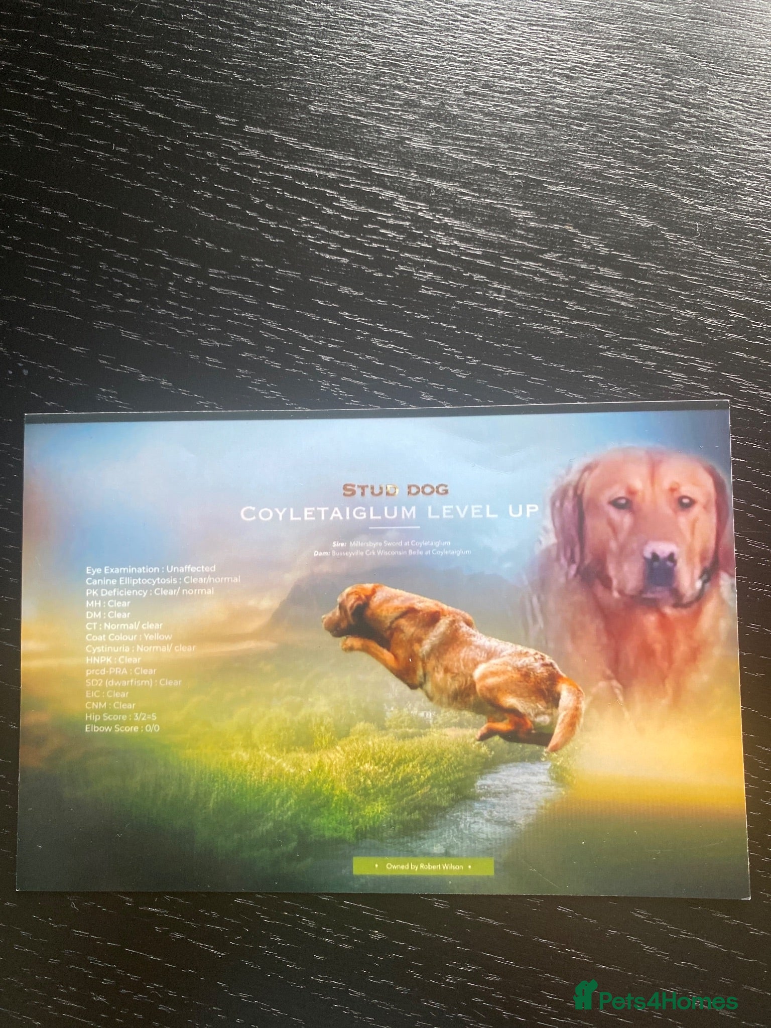 Labrador Retriever dogs Full Pedigree KC Labrador Retreiver Pups  - Advert 2