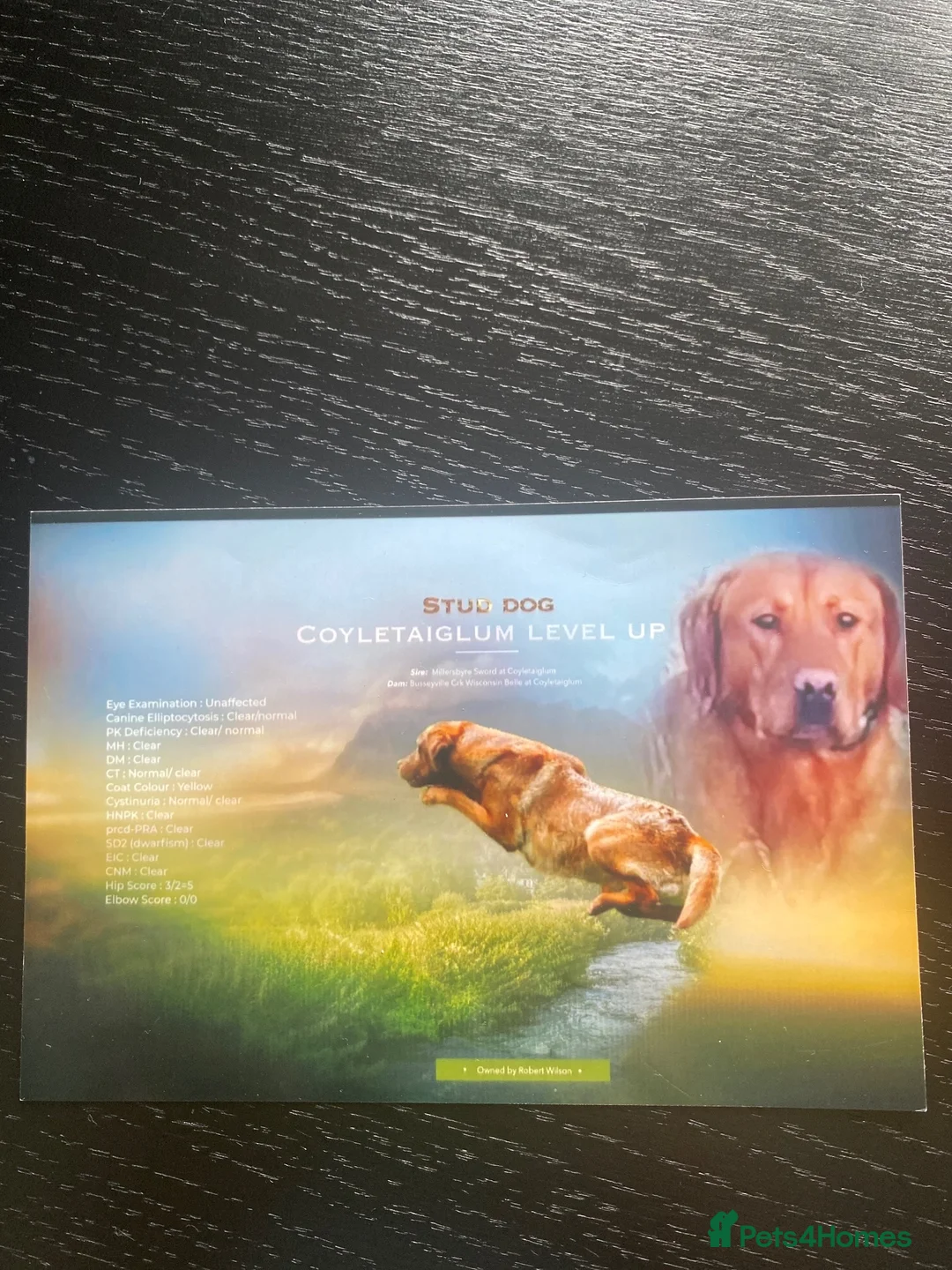 Labrador Retriever dogs for sale: Full Pedigree KC Labrador Retreiver Pups  - Advert 2