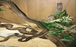 Python Snake reptiles for sale: Morelia bredli python male  - Image 18