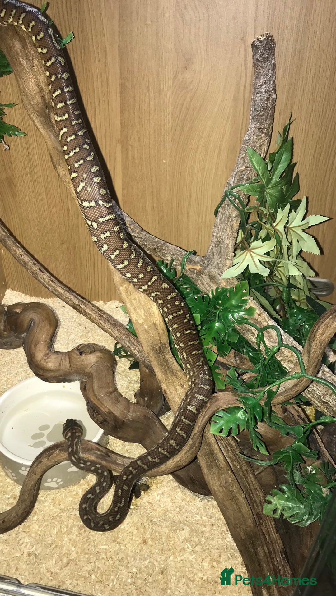 Python Snake reptiles for sale: Morelia bredli python male  - Image 18