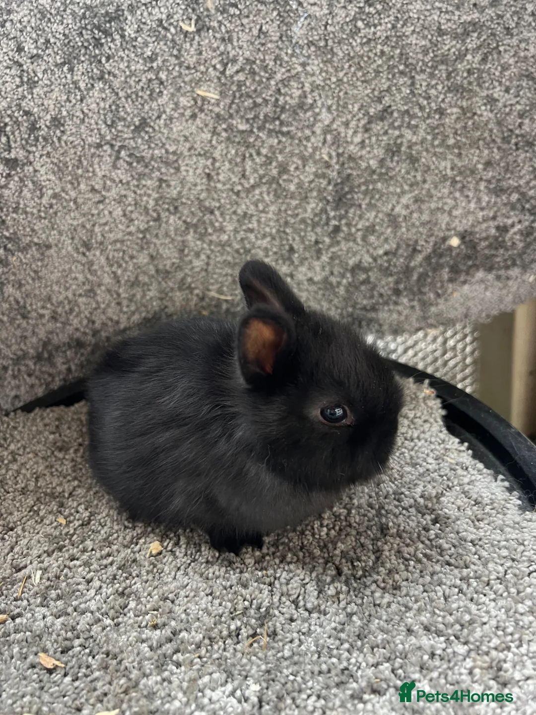 Netherland Dwarf rabbits for sale: Netherland dwarf babies - Advert 3