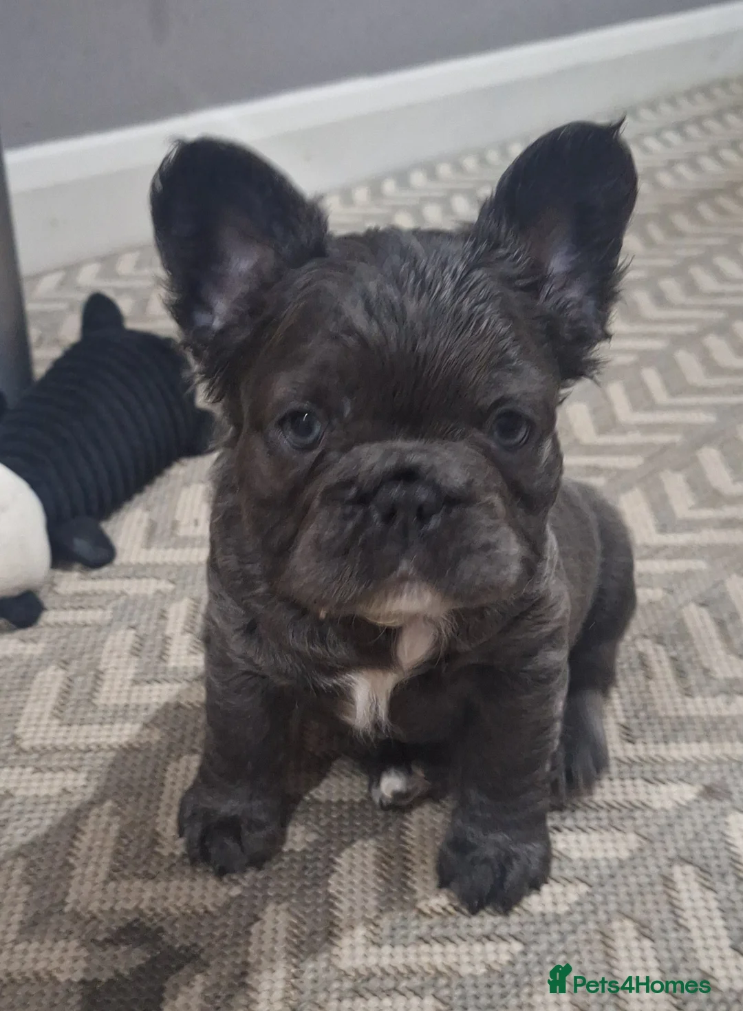 French Bulldog dogs for sale: Fluffy French Bulldog Puppies - Advert 2