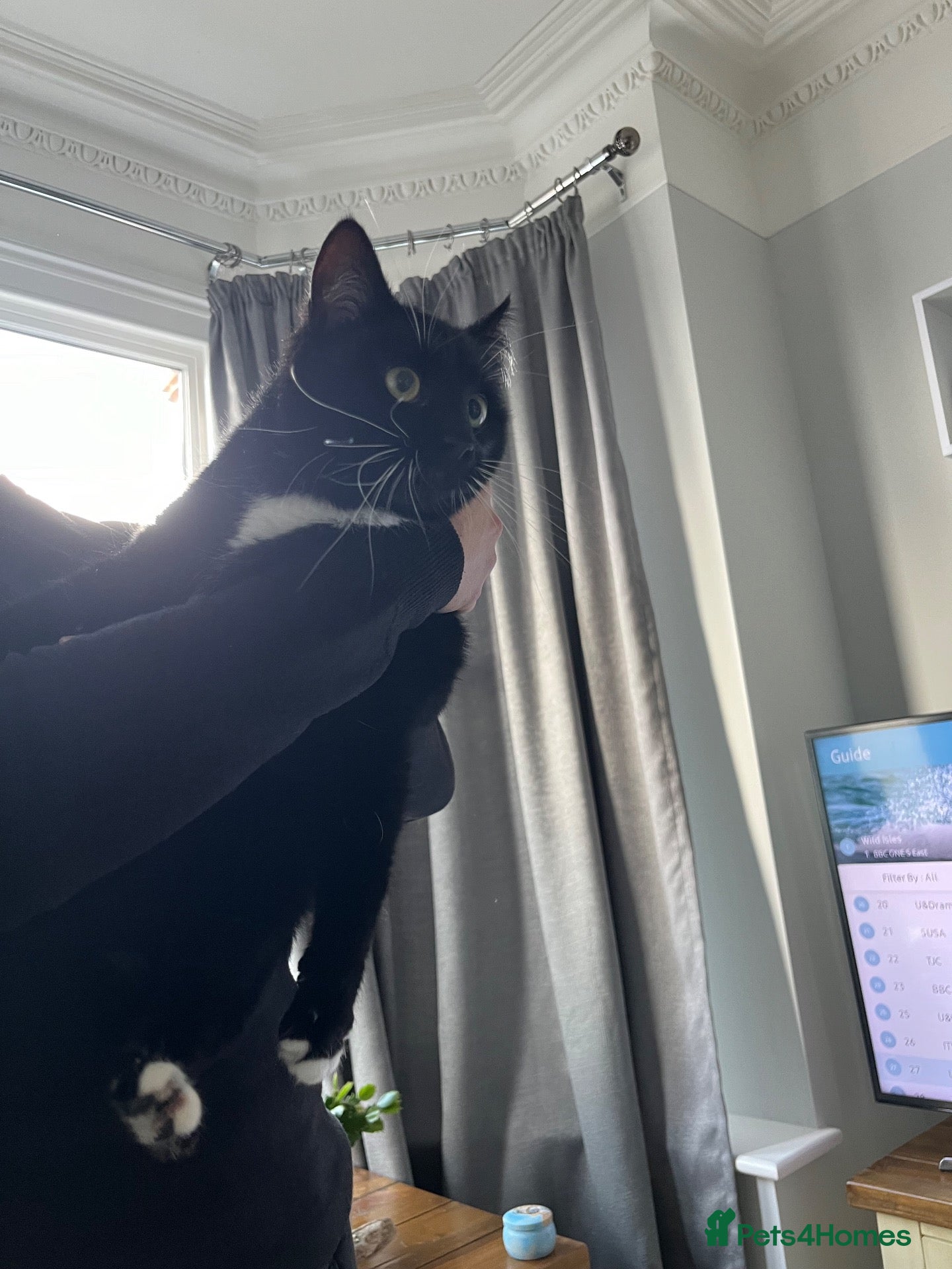 Mixed Breed cats Re homing  - Advert 1