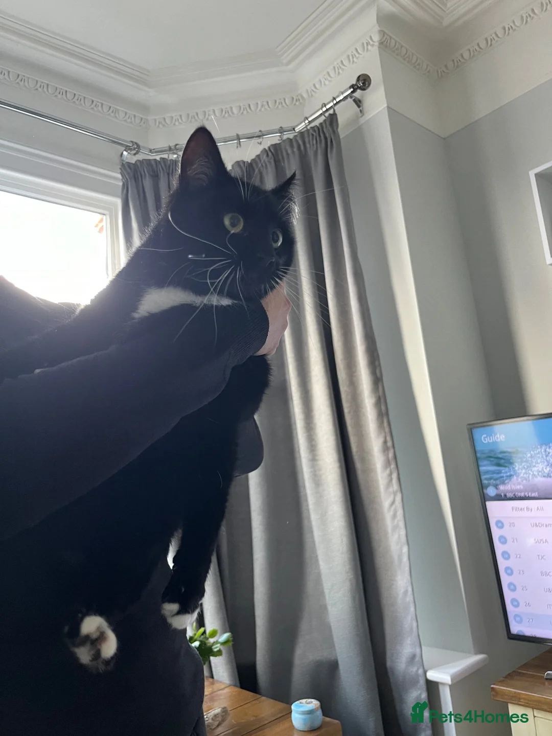 Mixed Breed cats for sale: Re homing  in Gillingham - Advert 1