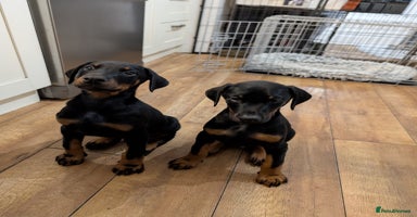 Dobermann dogs - Advert 4