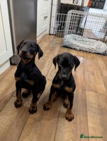 Dobermann dogs - Advert 3