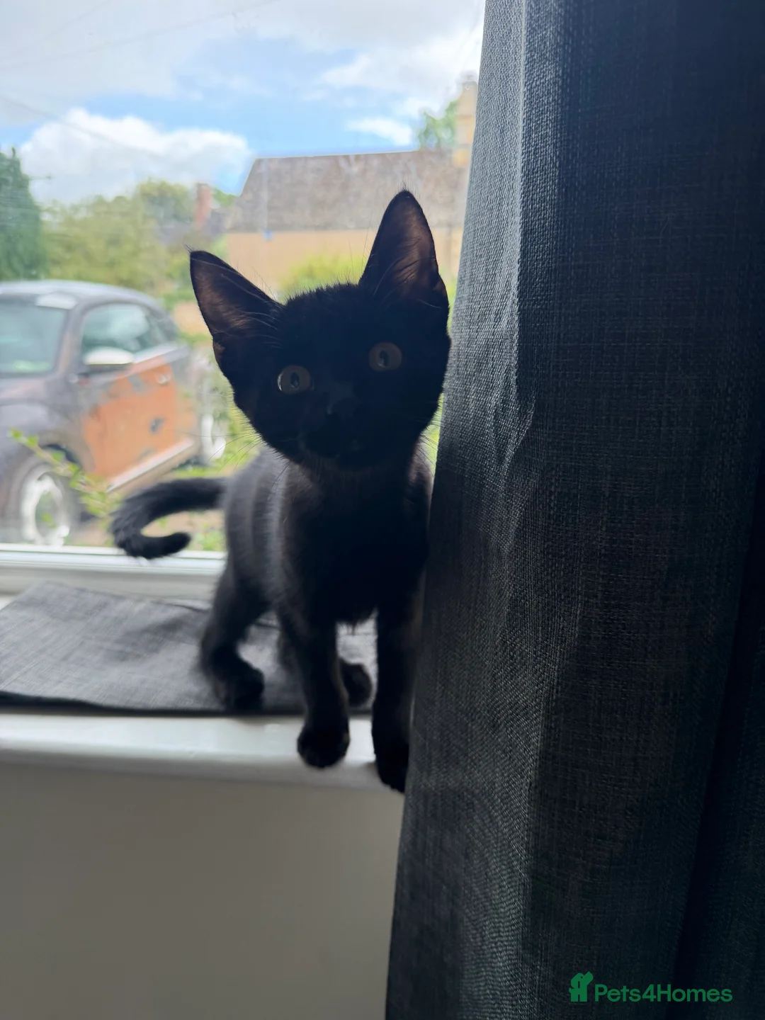 Bombay cats for sale: Black Bombay Kitten - Advert 2