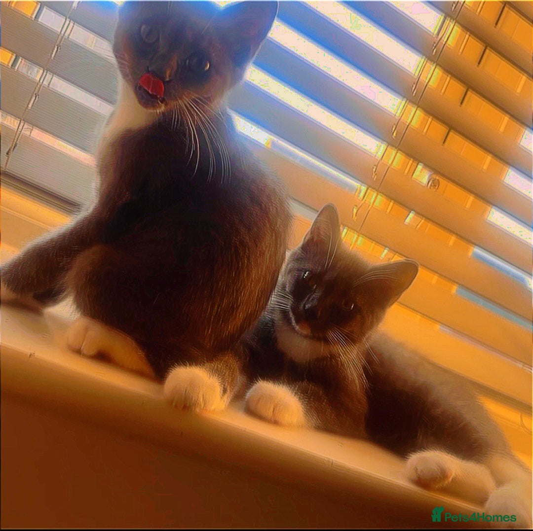 British Shorthair cats for sale: Four stunning grey British Shorthair kittens - Image 5