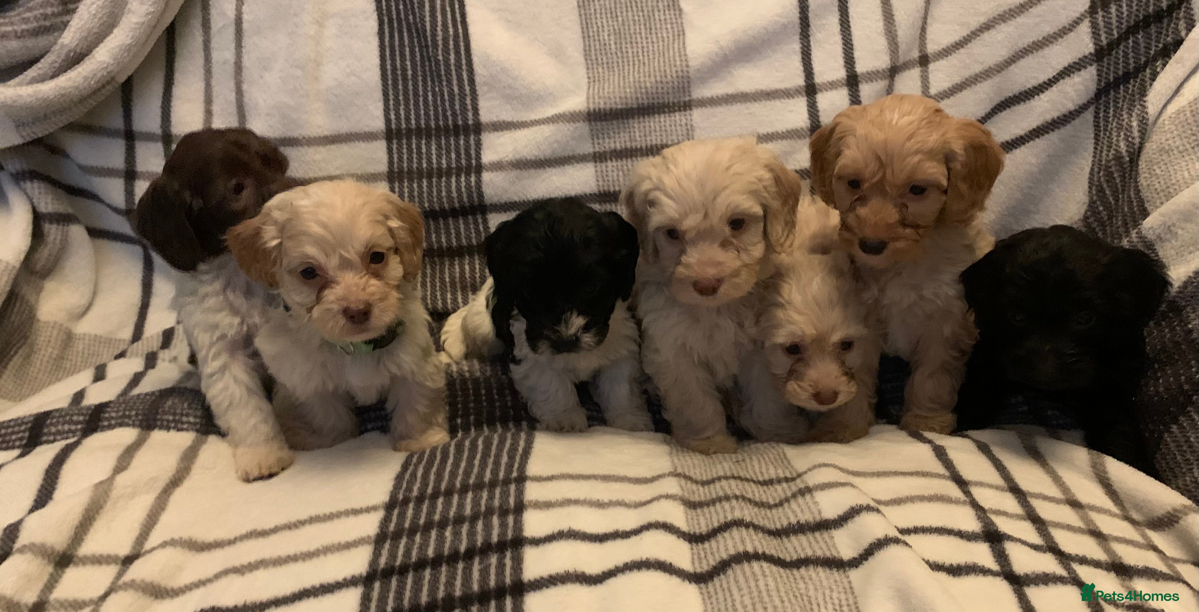 Cockapoo dogs Toy cockapoo puppies  - Advert 12