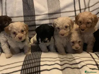 Cockapoo dogs Toy cockapoo puppies - Advert 12