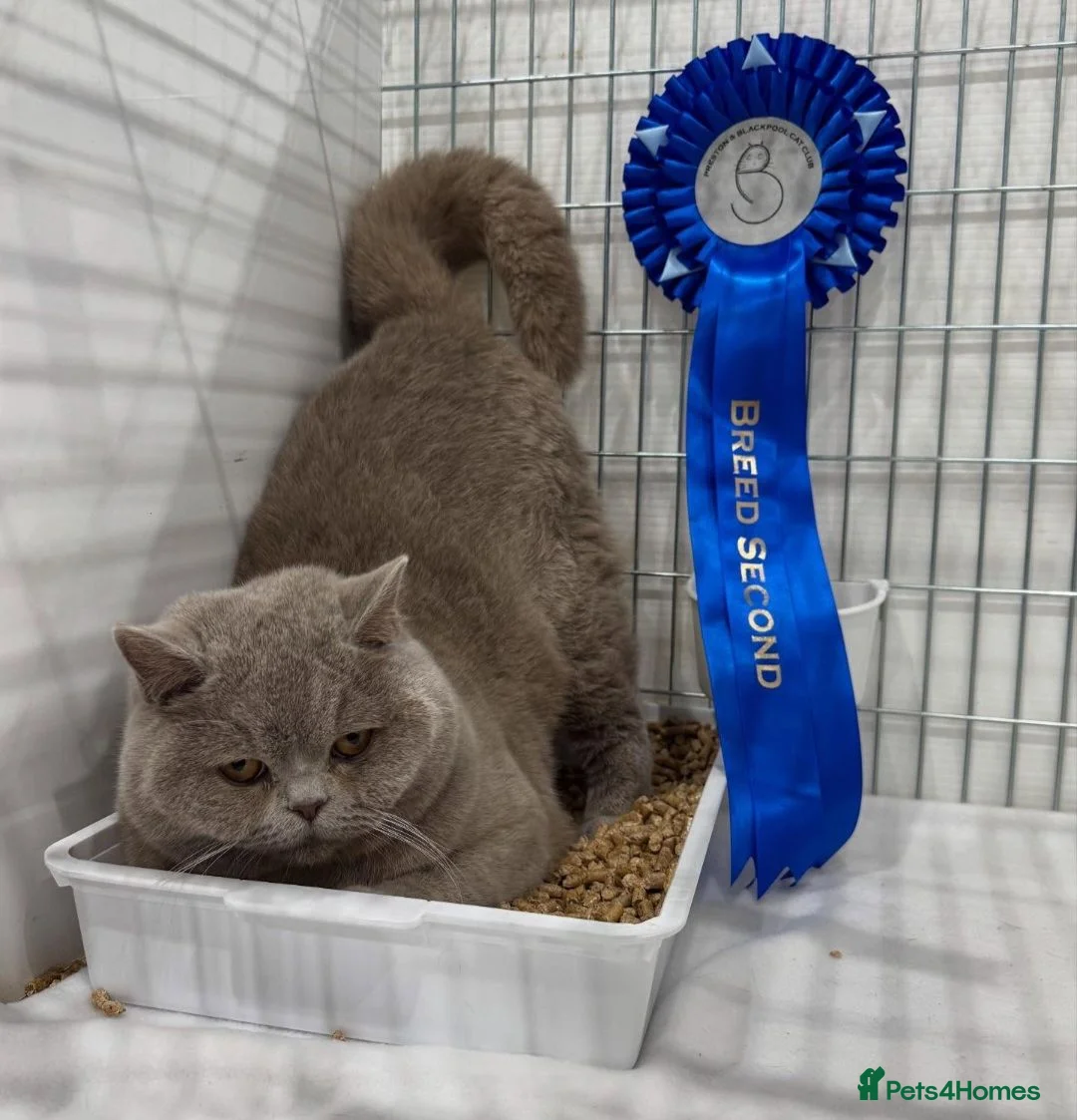 British Shorthair cats for stud: Beautiful Proven Champion Lilac Stud - Advert 2