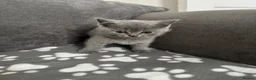 British Shorthair cats for sale: Lilac British Short Hair Kittens  - Advert 5