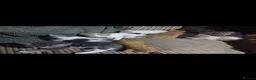 Mixed Breed cats for sale: Kittens ready now please read  - Advert 25