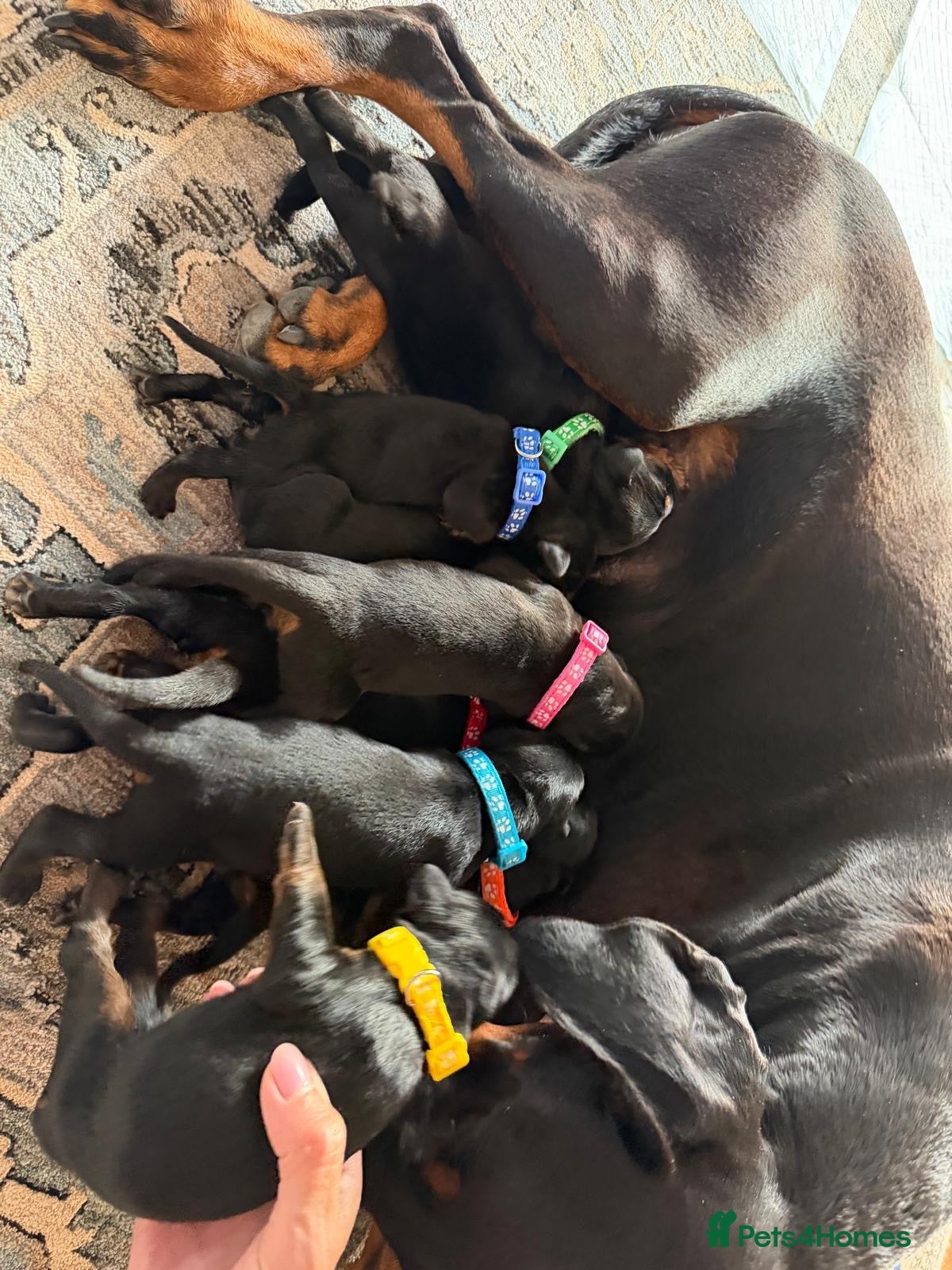 Dobermann dogs KC Registered big and strong Doberman puppies!! - Advert 2