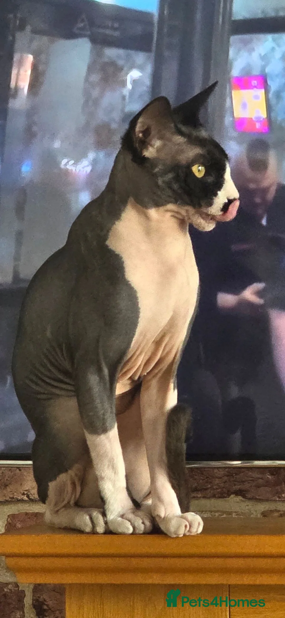 Sphynx cats for sale: Sphynx cross kittens in North Shields - Advert 1