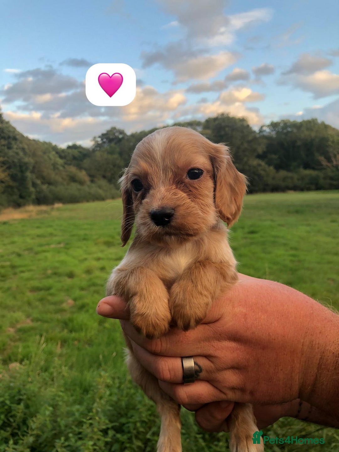 Cocker Spaniel dogs for sale: 5* KC Health tested Cocker spaniel puppies - Image 6