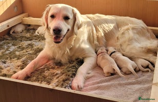 Golden Retriever dogs - Advert 3