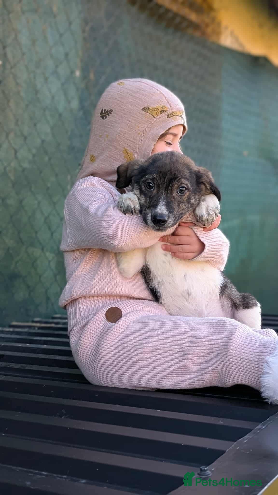 Mixed Breed dogs Crumbs for adoption - Advert 1