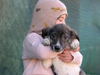 Mixed Breed dogs Crumbs for adoption - Advert 1