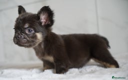 French Bulldog dogs for sale: Exceptional Fluffy French Bulldog Puppies - Image 14