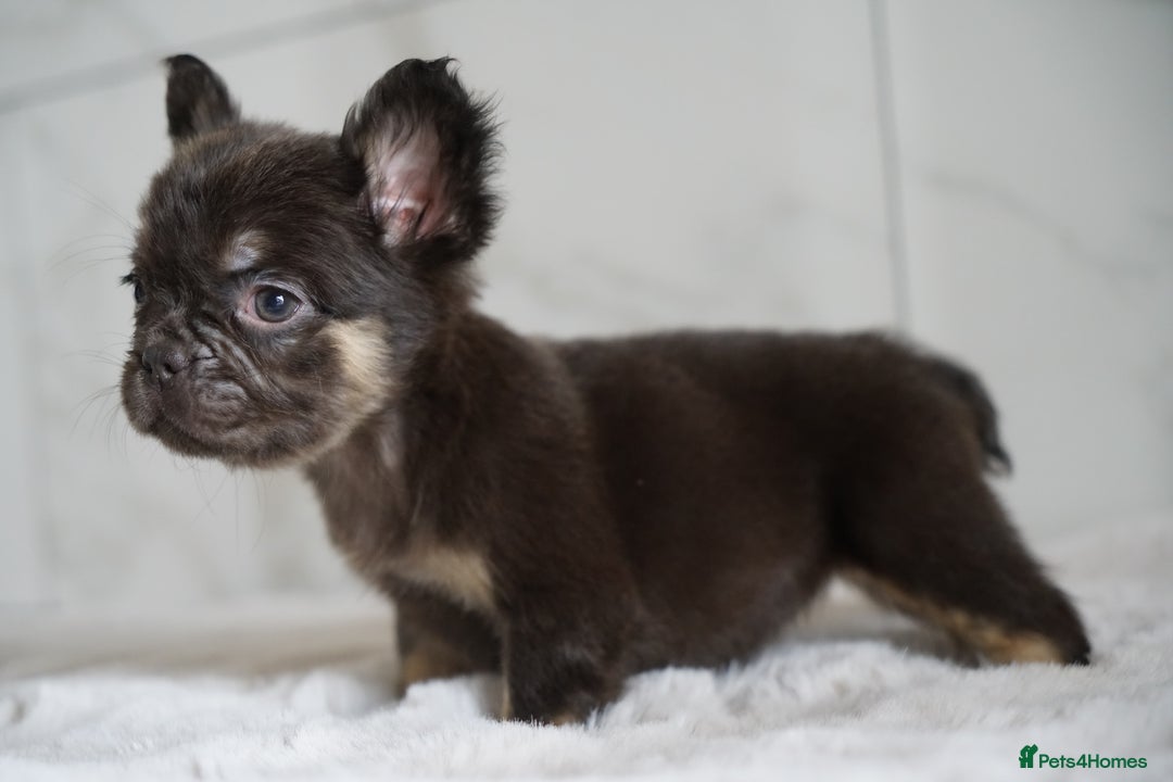 French Bulldog dogs for sale: Exceptional Fluffy French Bulldog Puppies - Image 14