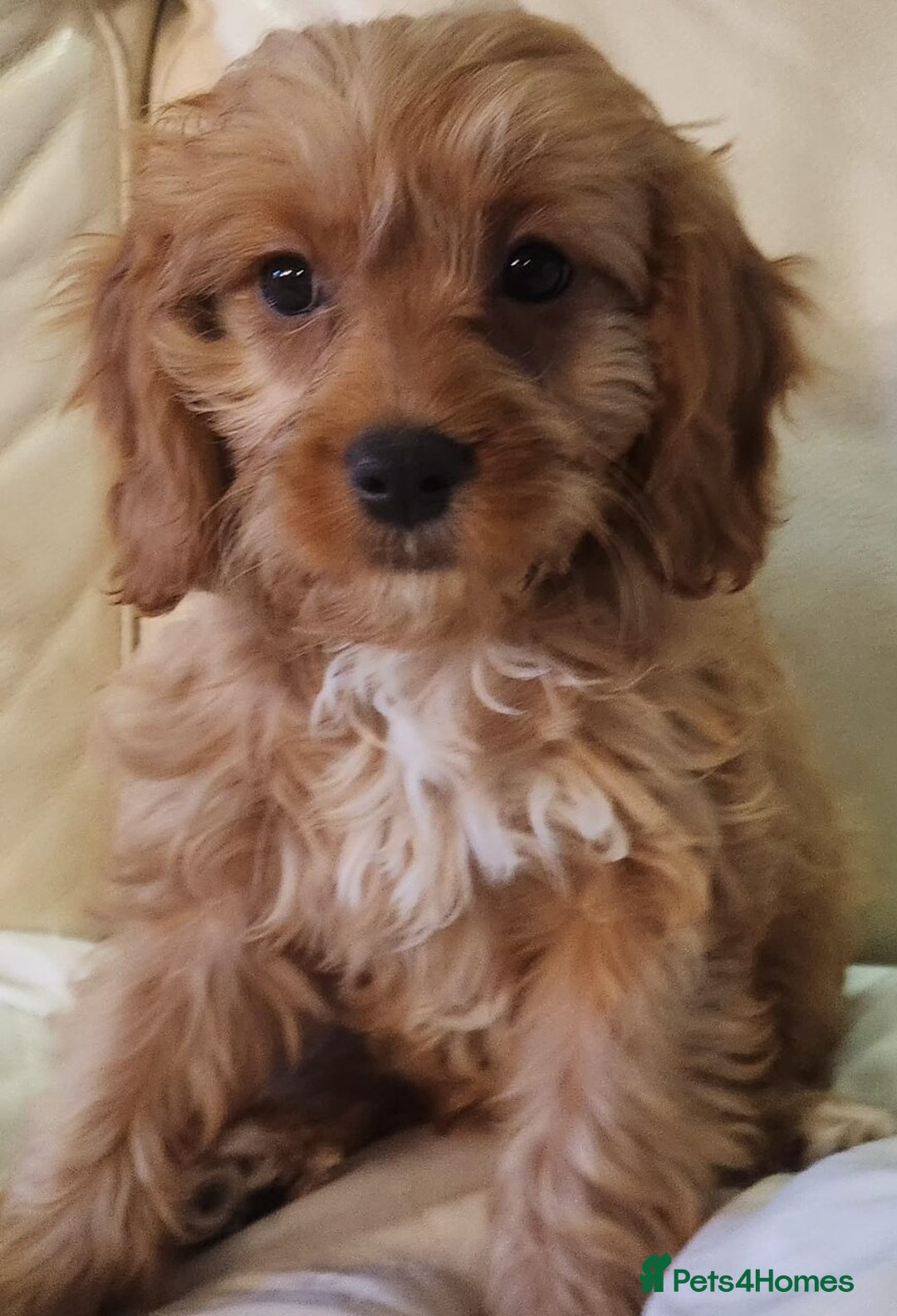 Cavapoo dogs for sale: Adorable Red&White Cavapoo Puppies Available Now  - Advert 3