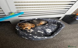 Mixed Breed dogs for sale: Bruno yorkie cross sausage dog  - Image 4