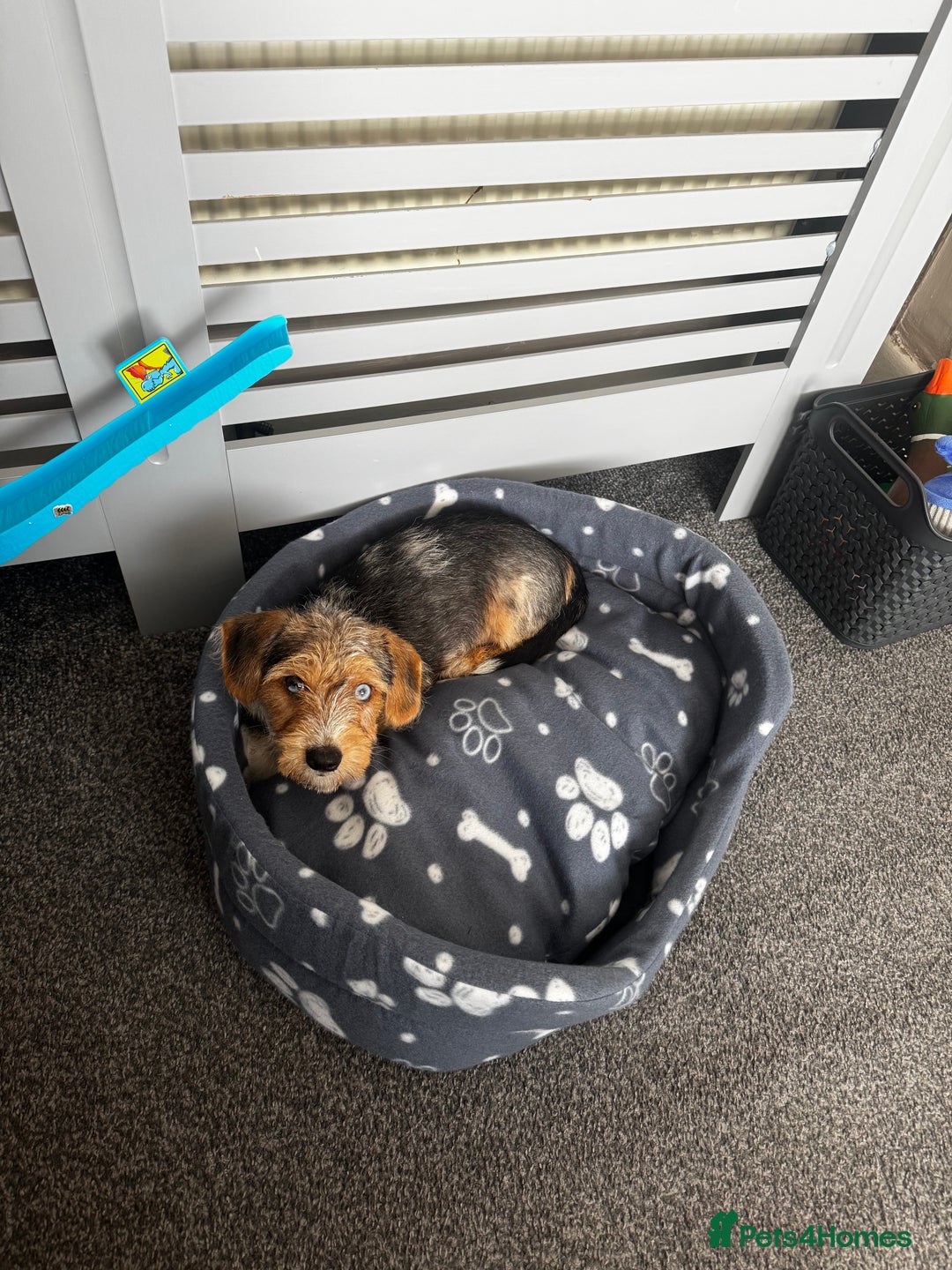 Mixed Breed dogs for sale: Bruno yorkie cross sausage dog  - Image 4