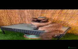 Ragdoll cats for stud: Ragdoll for stud  - Image 4