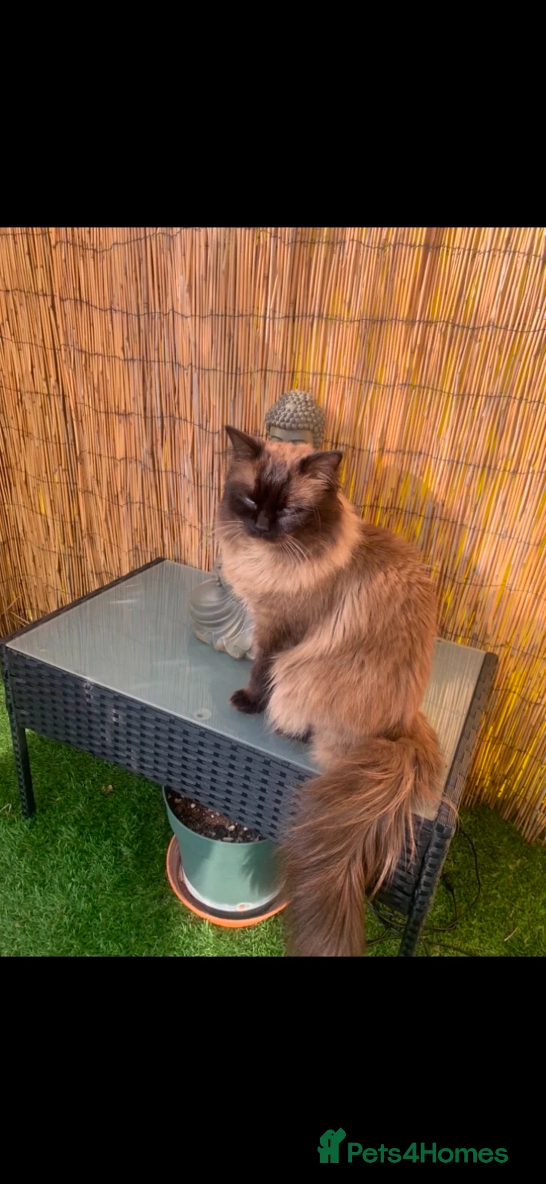 Ragdoll cats for stud: Ragdoll for stud  - Advert 4