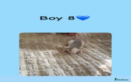 Rat rodents for sale: Beautiful baby rats looking for forever homes! - Image 18