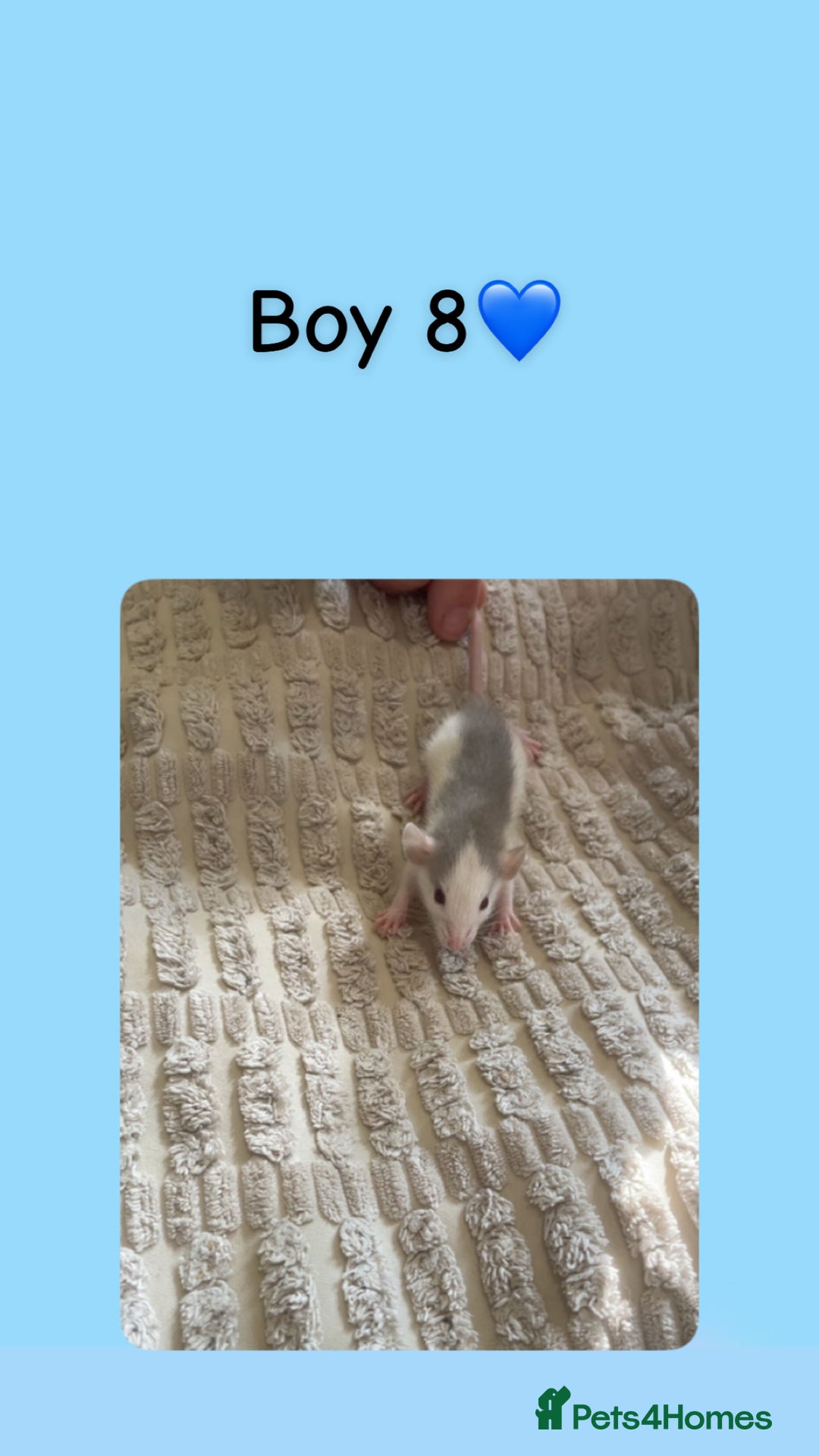 Rat rodents for sale: Beautiful baby rats looking for forever homes! - Image 18
