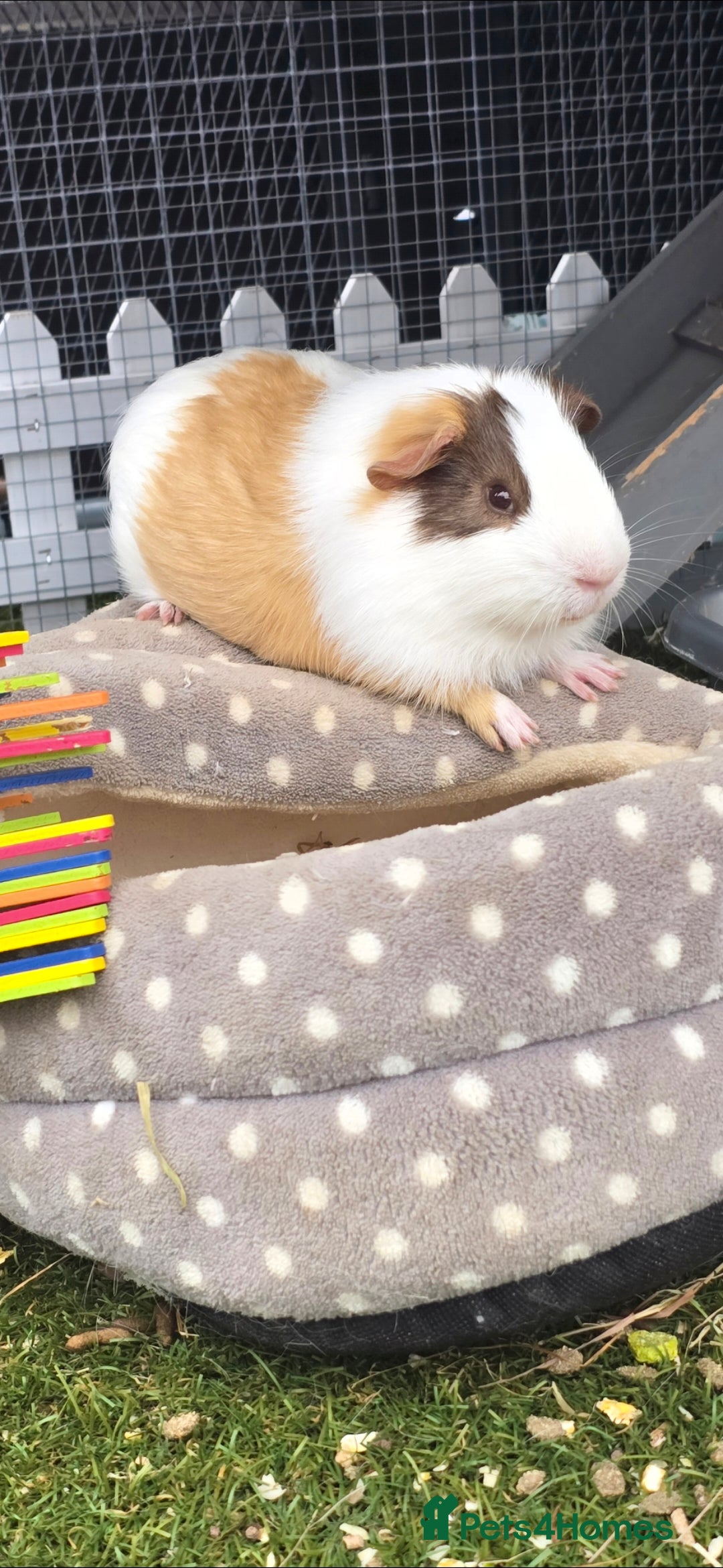 Guinea Pig rodents for sale: Guinea pig - Advert 9