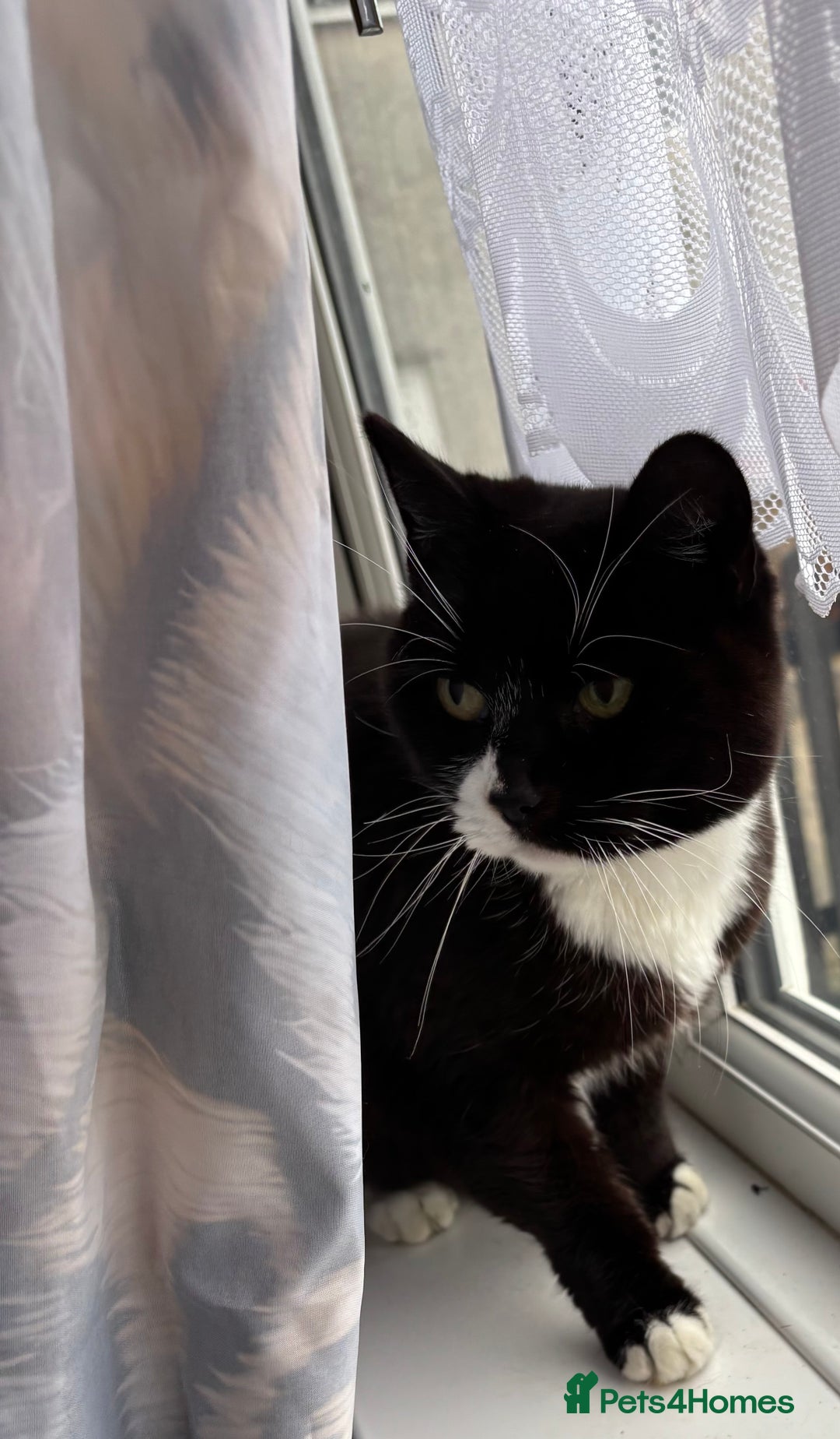 Mixed Breed cats for sale: 2 beautiful girls looking for new home - Image 6