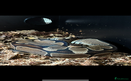 Python Snake reptiles for sale: Reggie the Loving Royal Python - 3 Years Old - Image 1