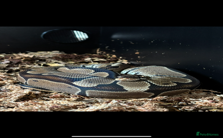 Python Snake reptiles - Advert 2