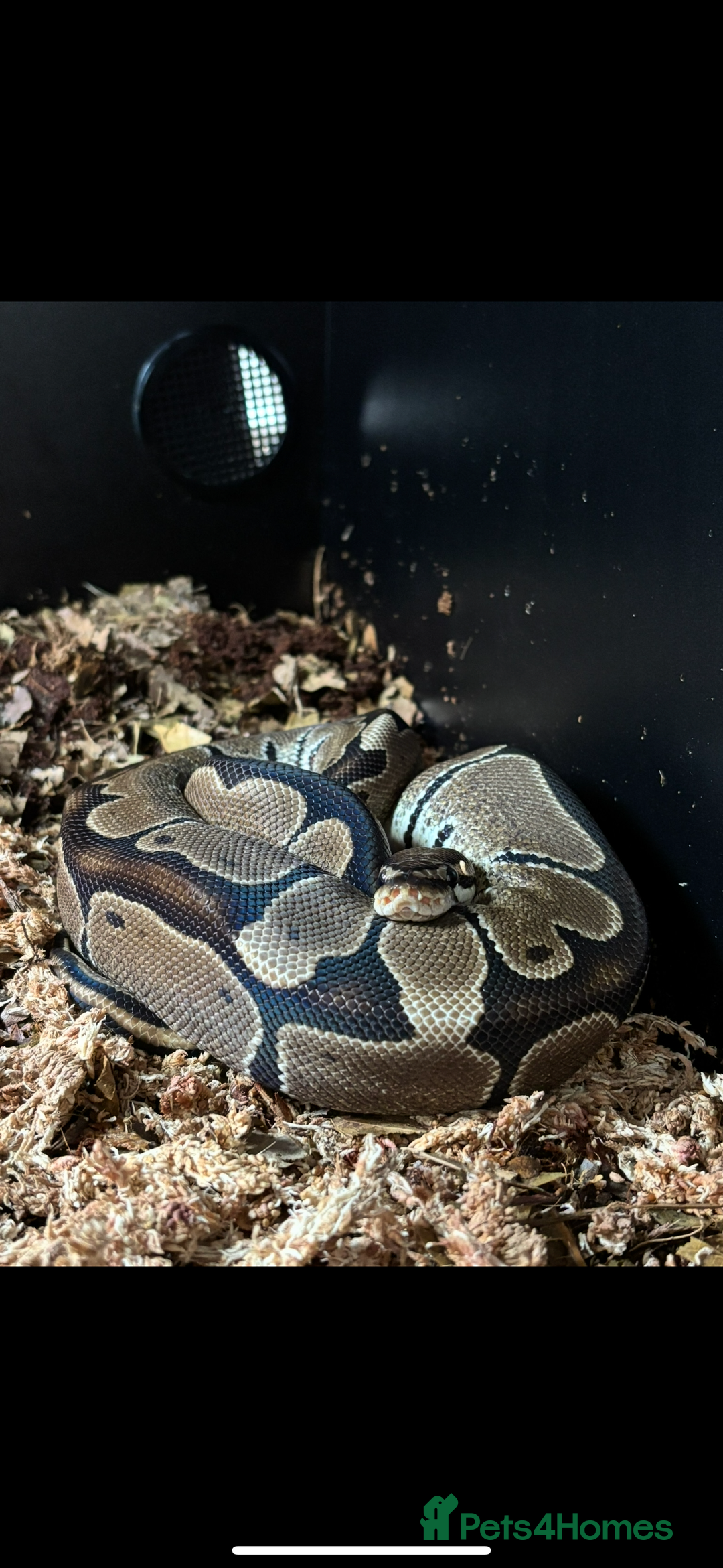 Python Snake reptiles for sale: Reggie the Loving Royal Python - 3 Years Old - Image 1