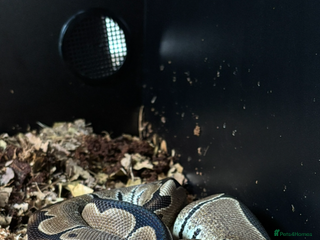 Python Snake reptiles - Advert 20