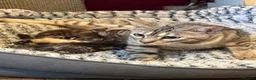 Bengal cats for sale: Bengal kittens pedigreed/registered - Advert 4