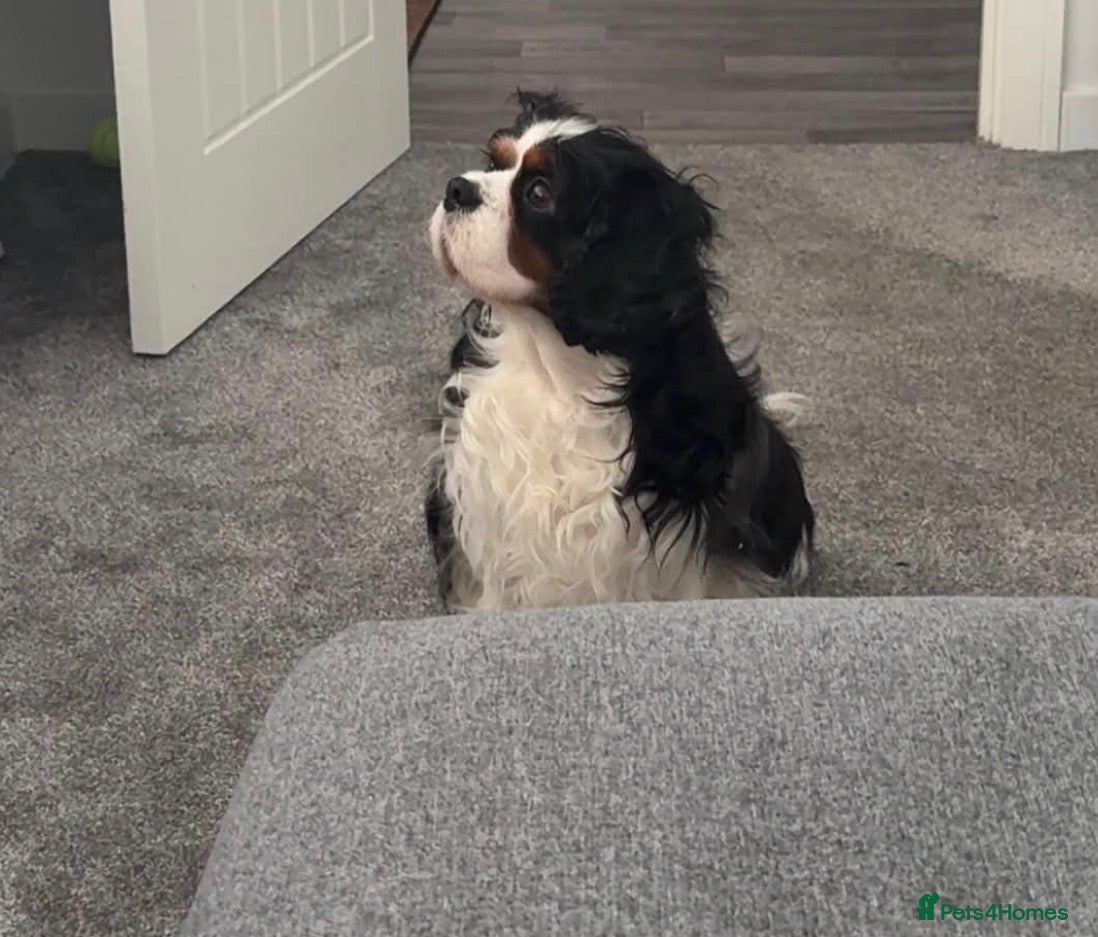 Cavalier King Charles Spaniel dogs Cavalier King Charles Spaniel pair  - Advert 5