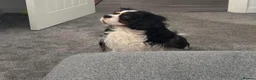 Cavalier King Charles Spaniel dogs for sale: Cavalier King Charles Spaniel pair  - Advert 1