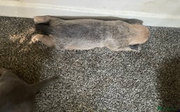 Mixed Breed dogs for sale: Pocket Bully cross Pug - Image 10