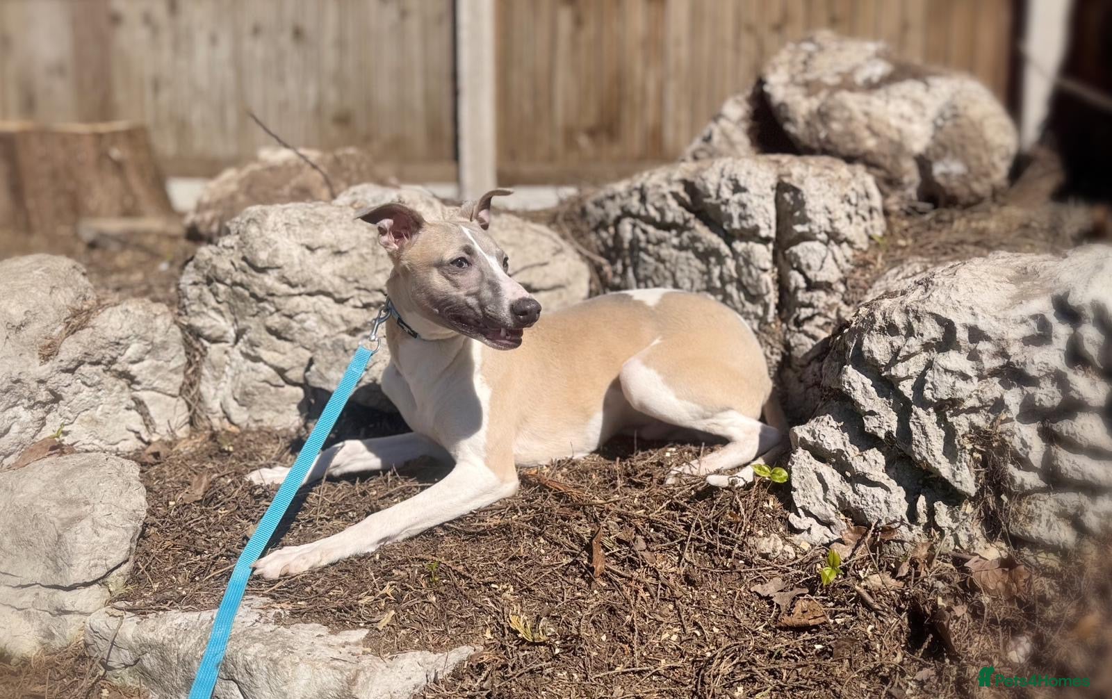 Whippet dogs Whippet boys for sale  - Advert 1