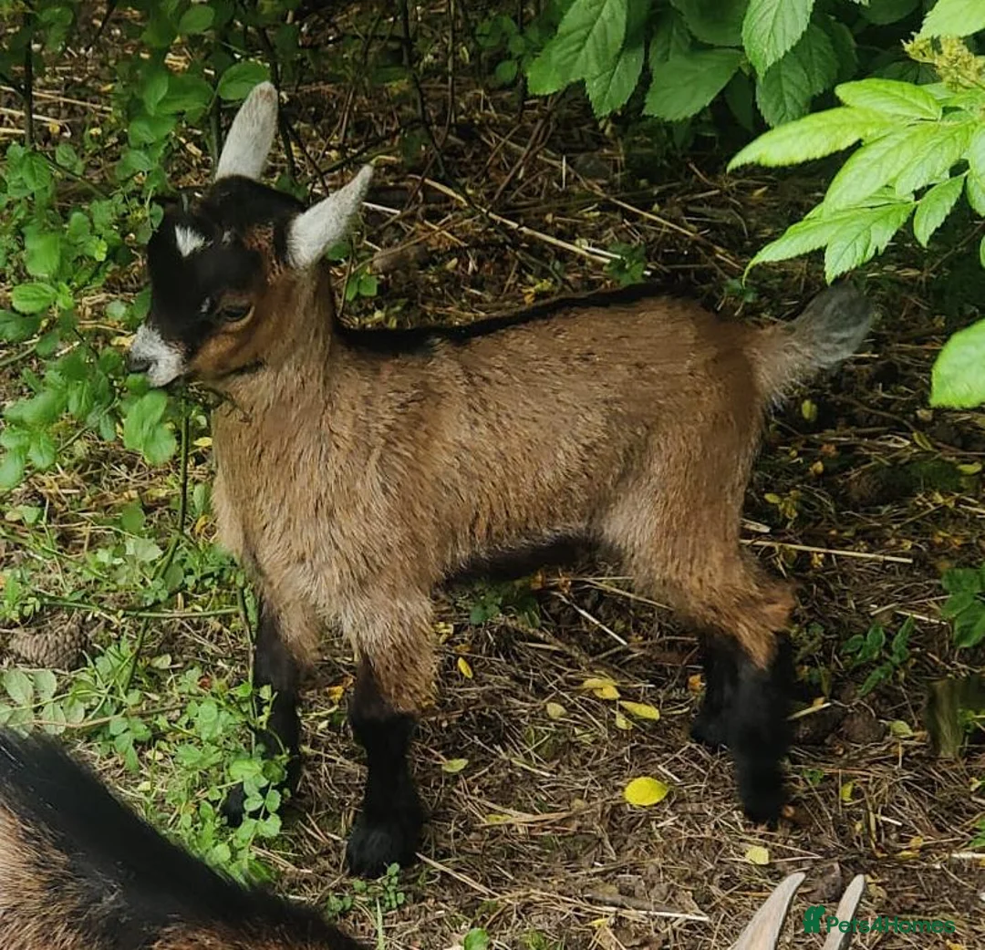 Goats livestock for sale: Beautiful tri coloured pigmy goat with kid at foot in Cowbridge - Advert 1