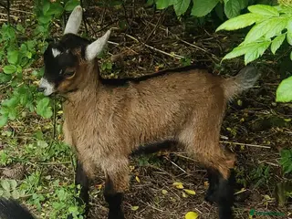 Goats livestock Beautiful tri coloured pigmy goat with kid at foot - Advert 4