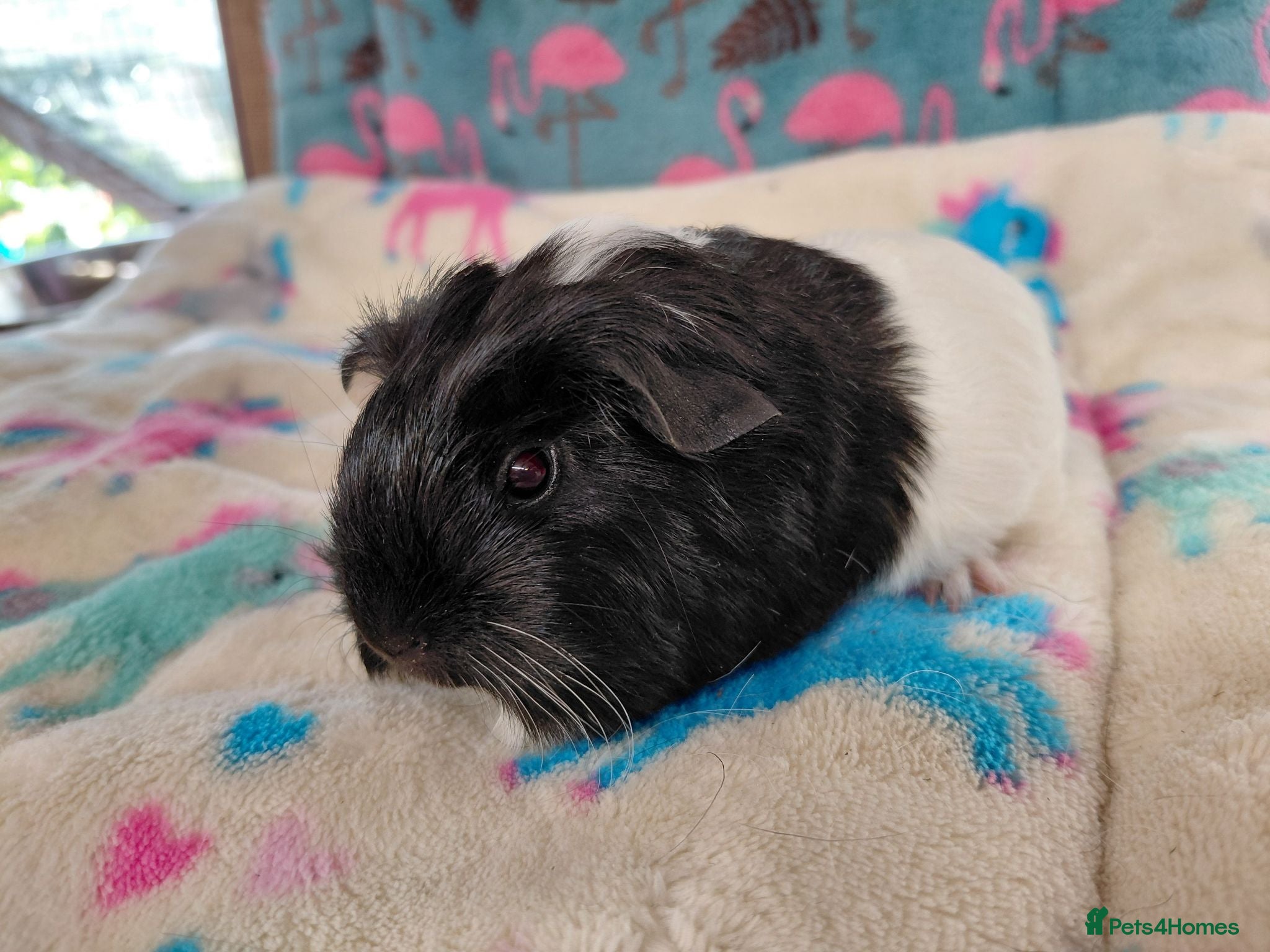 Guinea Pig rodents Baby Longhaired/Teddy Boars/Brothers RTR - Advert 17