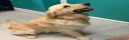 Golden Retriever dogs for stud: Handsome KC registered golden retriever for stud  - Advert 4