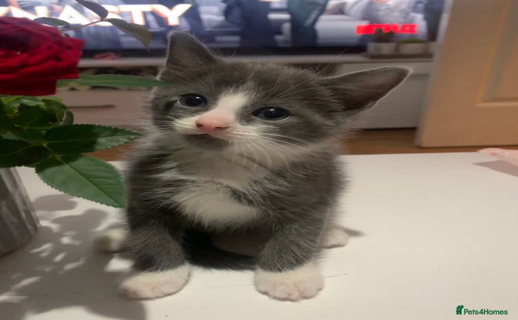 Mixed Breed cats - Advert 13